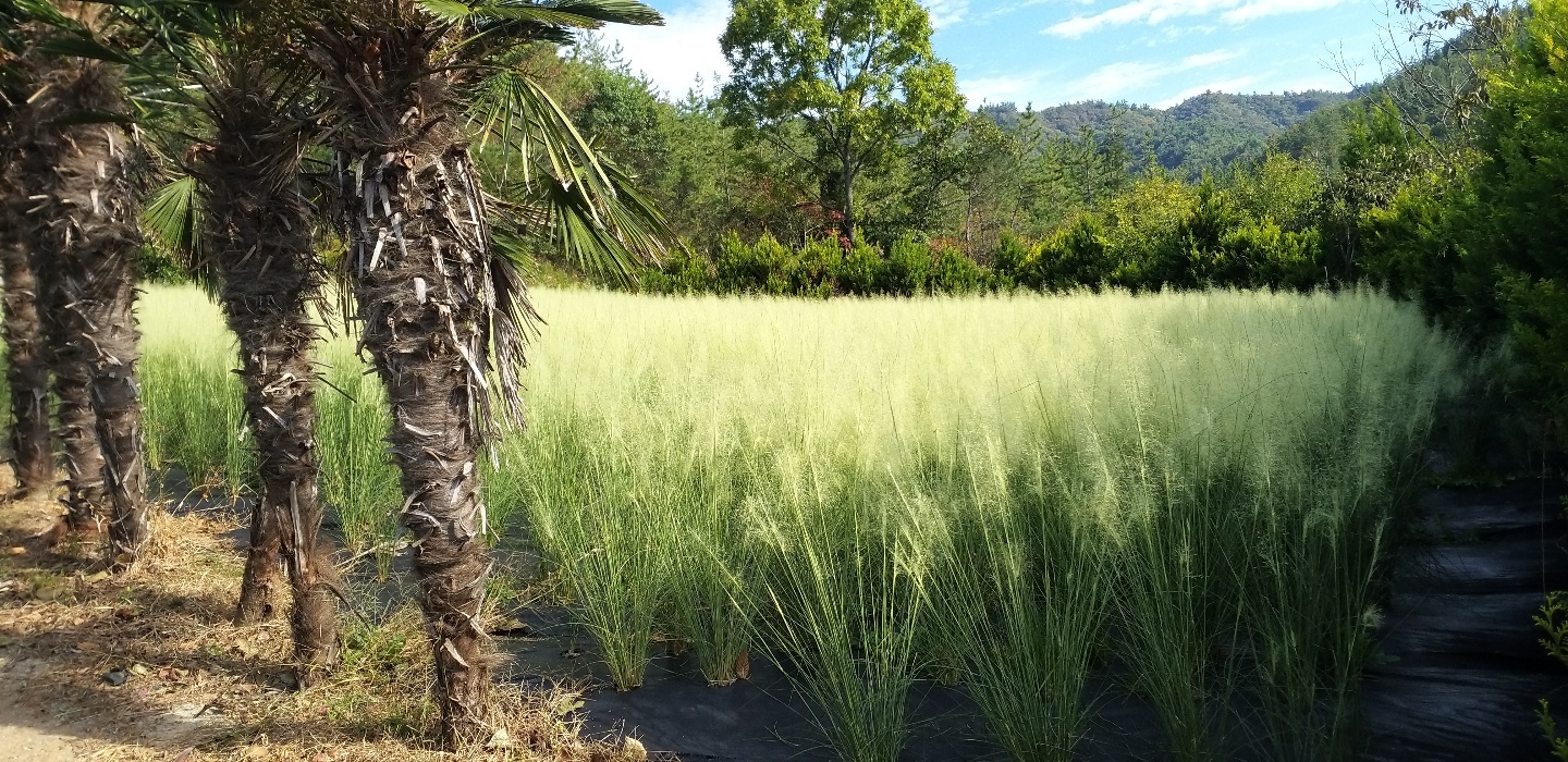 Muhlenbergia capillaris 'White Cloud'